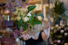 Load image into Gallery viewer, Anthurium Mounting Workshop