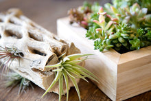 Load image into Gallery viewer, Natural Cholla Wood