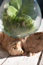 Load image into Gallery viewer, Blown Glass Bowl | Driftwood Base