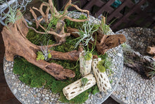 Load image into Gallery viewer, Natural Cholla Wood