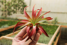 Load image into Gallery viewer, Brachycaulos Air Plant | Red