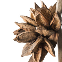 Load image into Gallery viewer, Natural Star Pod Stock