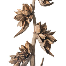 Load image into Gallery viewer, Natural Star Pod Stock