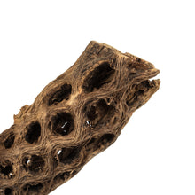 Load image into Gallery viewer, Natural Cholla