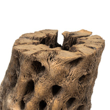 Load image into Gallery viewer, Natural Cholla
