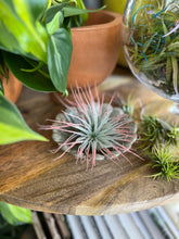 Load image into Gallery viewer, Airplant Terrarium Workshop
