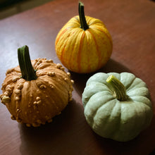 Load image into Gallery viewer, Succulent Pumpkin Workshop