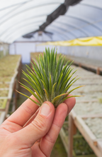 Load image into Gallery viewer, Ionantha Macho