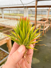 Load image into Gallery viewer, Ionantha Macho