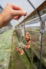 Load image into Gallery viewer, Hanging Air Plant on Grapewood