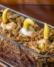 Load image into Gallery viewer, Sphagnum Moss