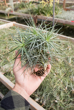 Load image into Gallery viewer, Stricta x Clump Air Plant
