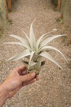 Load image into Gallery viewer, Xerographica Air Plant