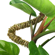 Load image into Gallery viewer, Bendable Moss Pole | 3 Pack