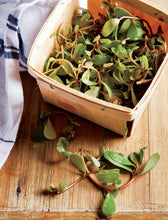 Load image into Gallery viewer, The Wildcrafted Cocktail