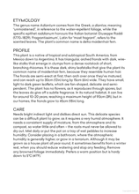 Load image into Gallery viewer, Plant