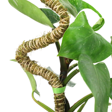 Load image into Gallery viewer, Bendable Moss Pole | 3 Pack