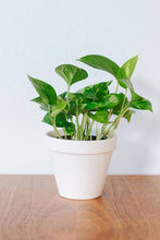 Load image into Gallery viewer, White Porcelain Pot