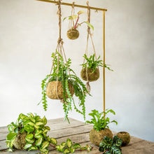 Load image into Gallery viewer, Kokedama Ball