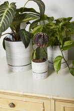 Load image into Gallery viewer, La Jolla Pot