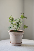 Load image into Gallery viewer, Københavner Terracotta Planter | Rosa