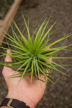 Load image into Gallery viewer, Stricta Hugo Air Plant