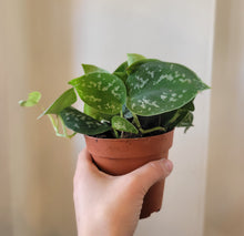 Load image into Gallery viewer, Scindapsus Pictus Argyraeus