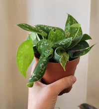 Load image into Gallery viewer, Scindapsus Pictus Argyraeus