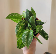 Load image into Gallery viewer, Scindapsus Pictus Argyraeus