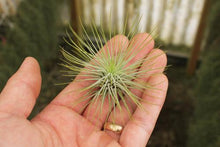 Load image into Gallery viewer, Andreana Air plant