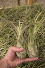 Load image into Gallery viewer, Caput Medusae Air plant
