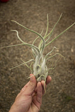 Load image into Gallery viewer, Caput Medusae Air plant