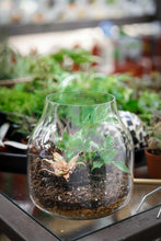 Load image into Gallery viewer, Terrarium Workshop