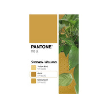 Load image into Gallery viewer, Wally Eco | Mustard