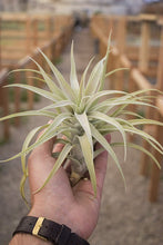 Load image into Gallery viewer, Harrisii Air Plant