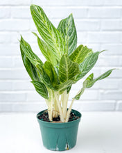 Load image into Gallery viewer, Aglaonema &#39;White Lightning&#39;
