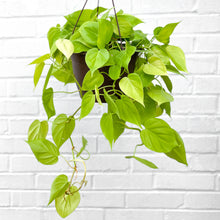 Load image into Gallery viewer, Philodendron 'Cordatum Lemon'