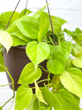 Load image into Gallery viewer, Philodendron 'Cordatum Lemon'