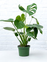 Load image into Gallery viewer, Monstera Deliciosa