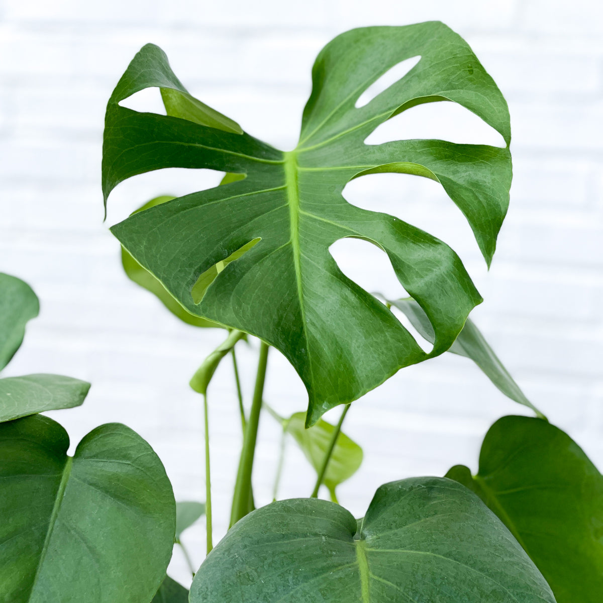 monstera deliciosa in spanish Monstera Deliciosa – Botanical Dwellings
