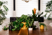 Load image into Gallery viewer, Gemstone Planter | White