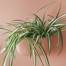 Load image into Gallery viewer, Wally Eco | Rose