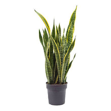 Load image into Gallery viewer, Sansevieria Laurentii