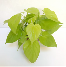 Load image into Gallery viewer, Philodendron 'Cordatum Lemon'