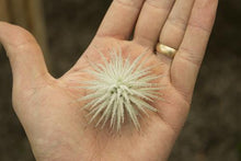 Load image into Gallery viewer, Tectorum Air plant