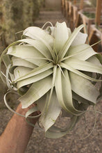 Load image into Gallery viewer, Xerographica Air Plant