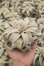 Load image into Gallery viewer, Xerographica Air plant
