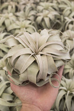 Load image into Gallery viewer, Xerographica Air Plant