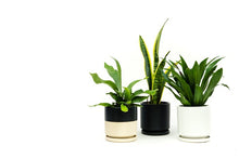 Load image into Gallery viewer, Gemstone Planter | Top Half Black