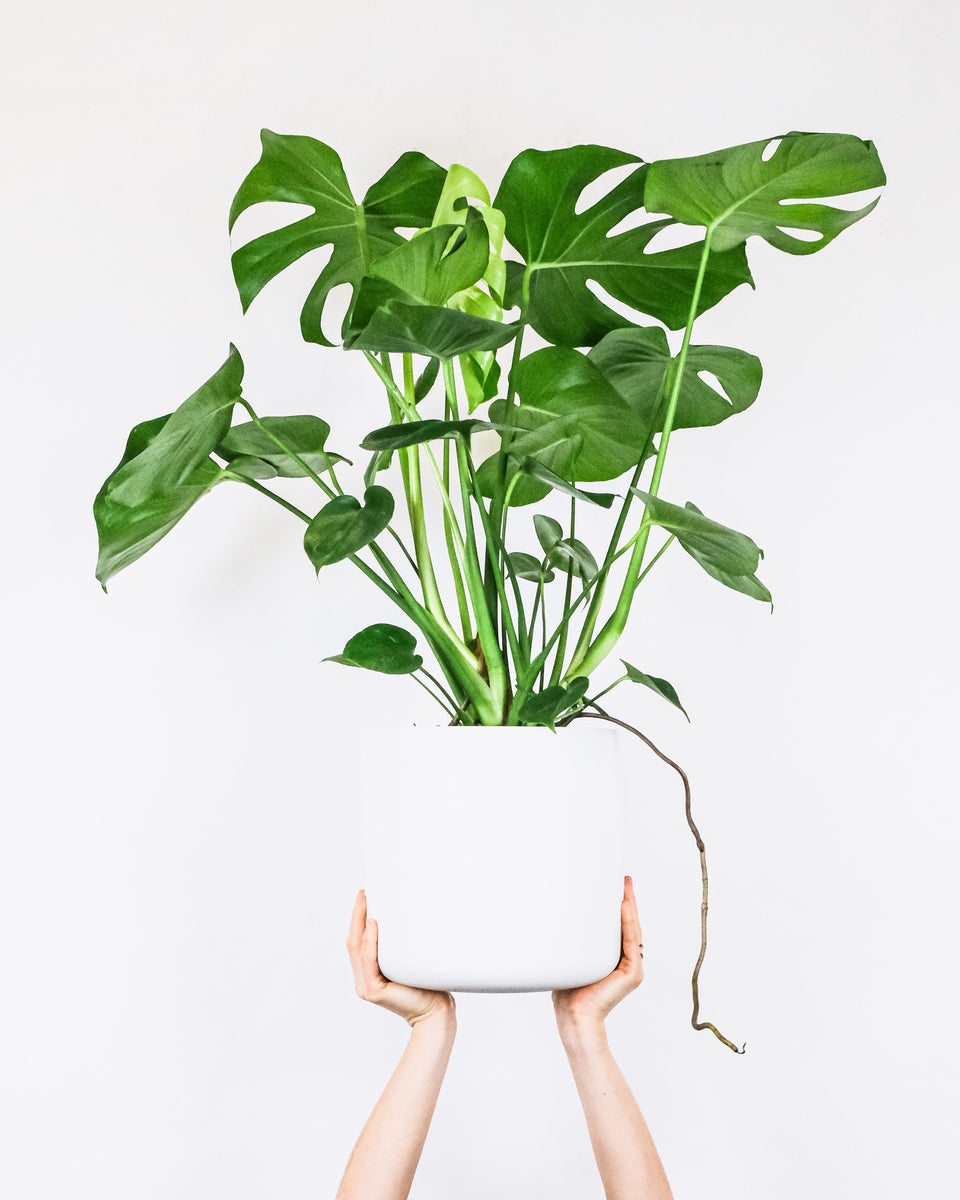 Monstera Deliciosa – Botanical Dwellings